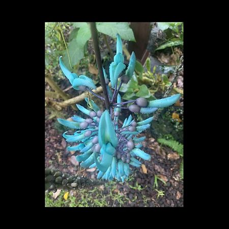 Phoenix Garden Pahoa Buitenkant foto