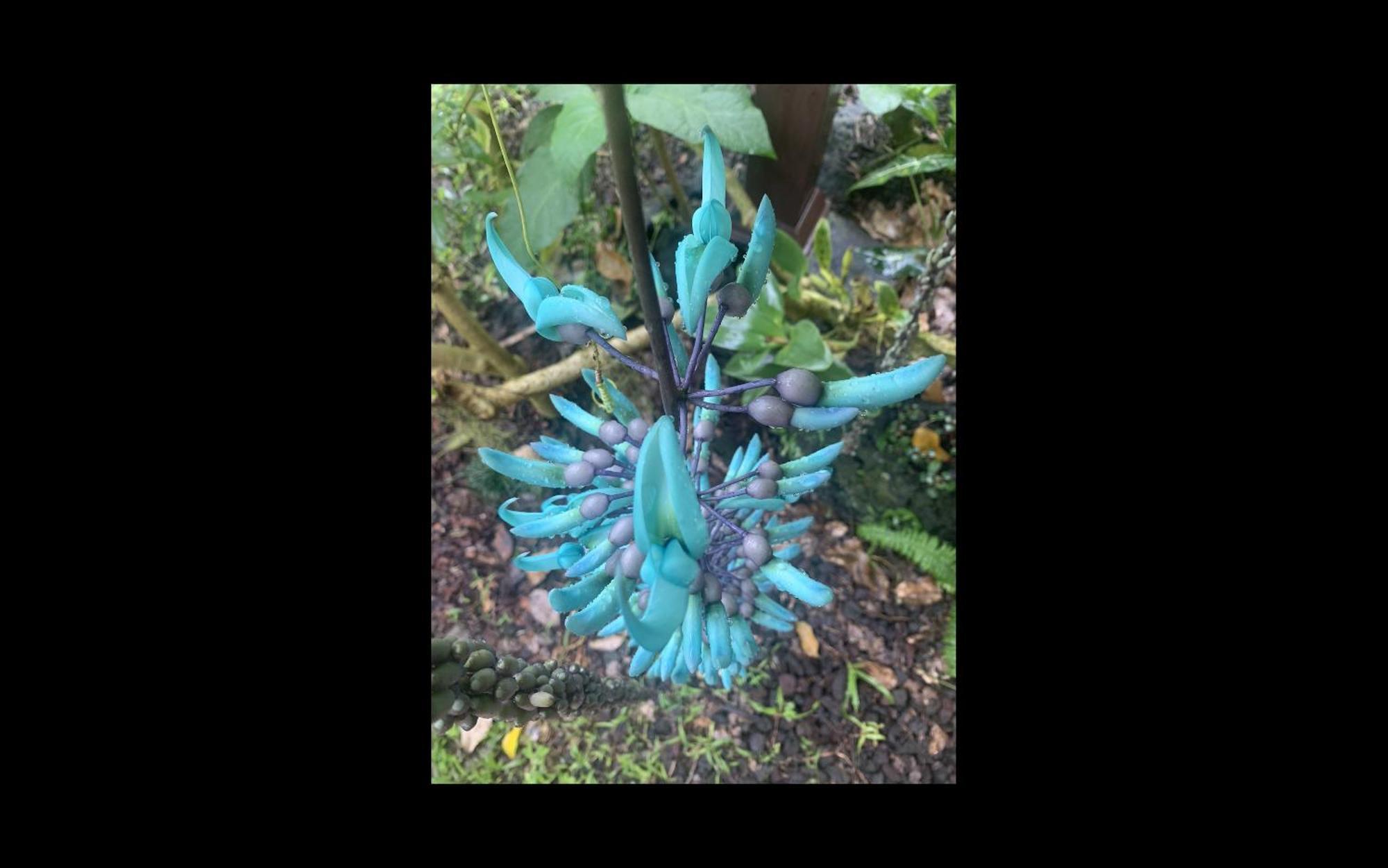 Phoenix Garden Pahoa Buitenkant foto